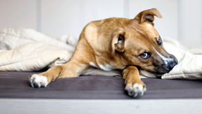 Los refugios para animales más responsables