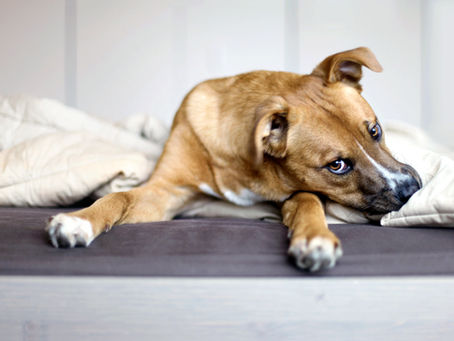 Los refugios para animales más responsables