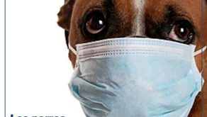 LOS PERROS NO TRANSMITEN COVID-19