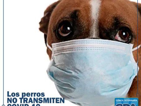 LOS PERROS NO TRANSMITEN COVID-19
