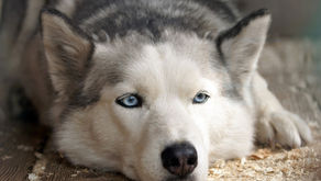 Despídete de las pulgas para siempre