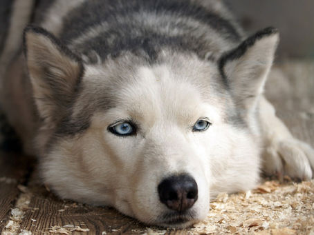 Despídete de las pulgas para siempre